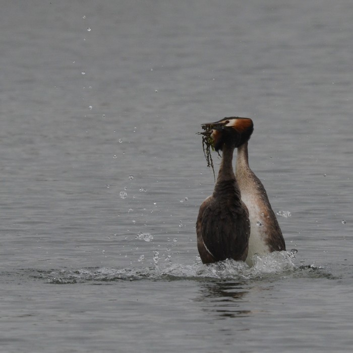 Great Crested Grebe