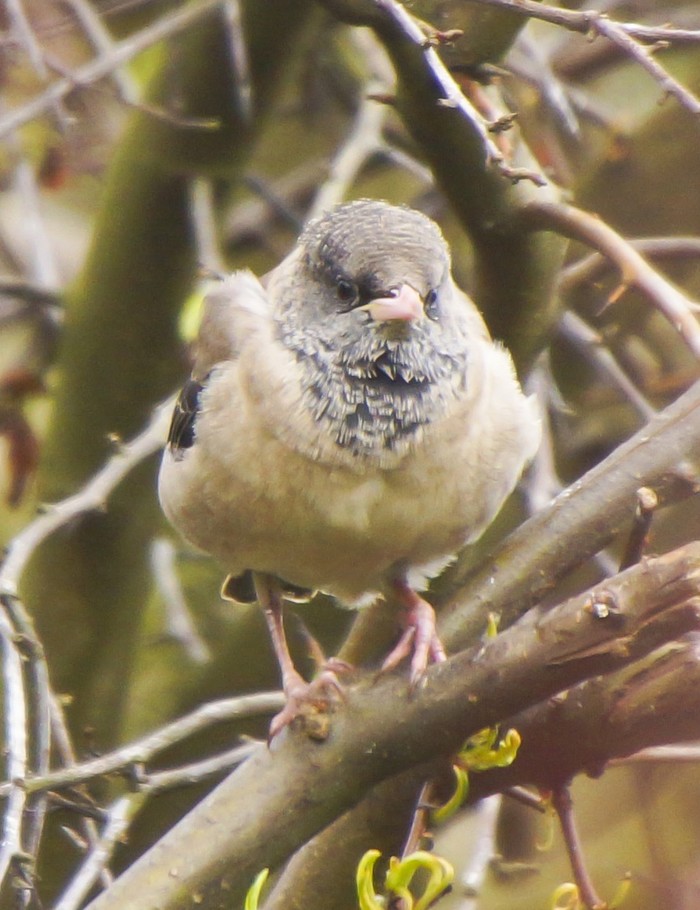 Rose-coloured Starling