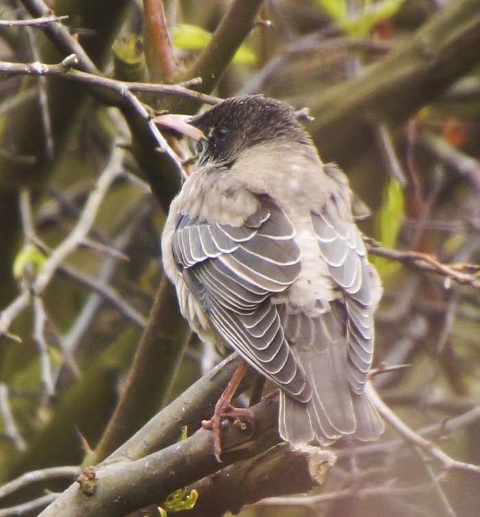 Rose-coloured Starling