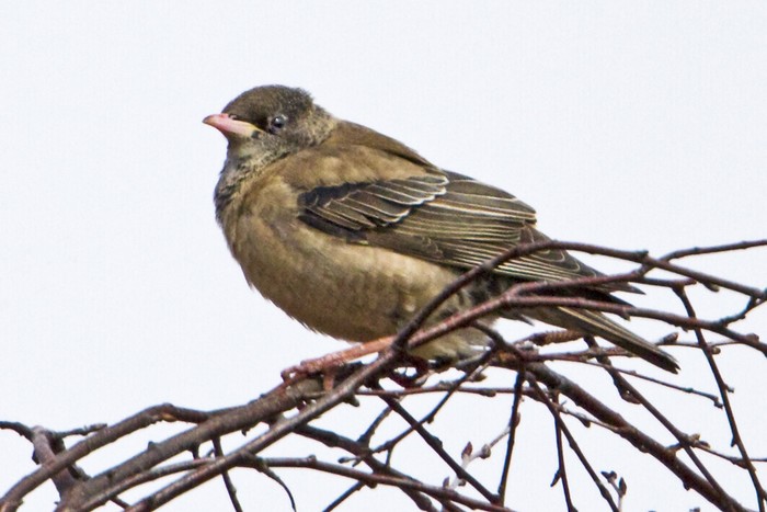 Rose-coloured Starling