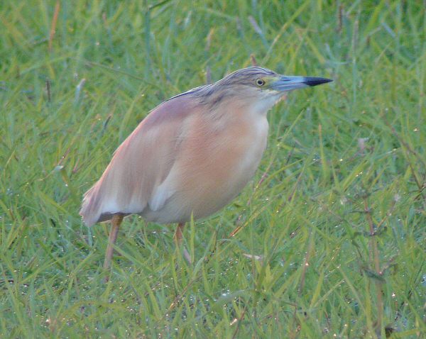 Squacco Heron