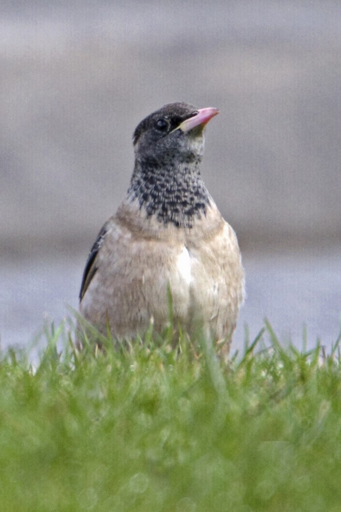 Rose-coloured Starling
