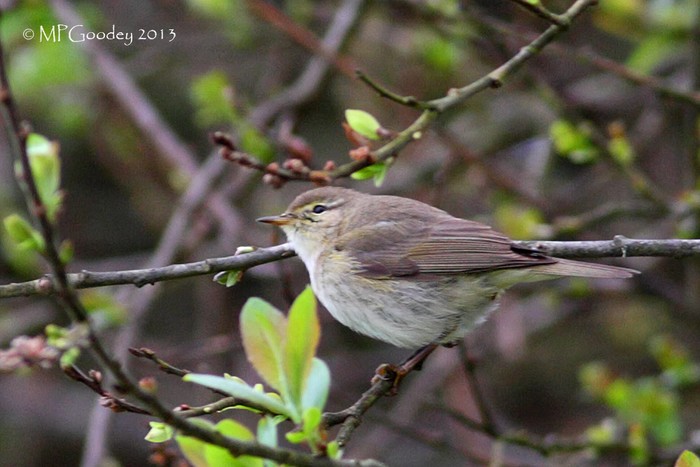 Iberian Chiffchaff
