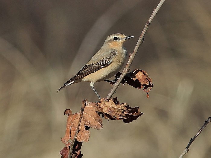 Wheatear
