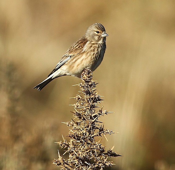 Linnet