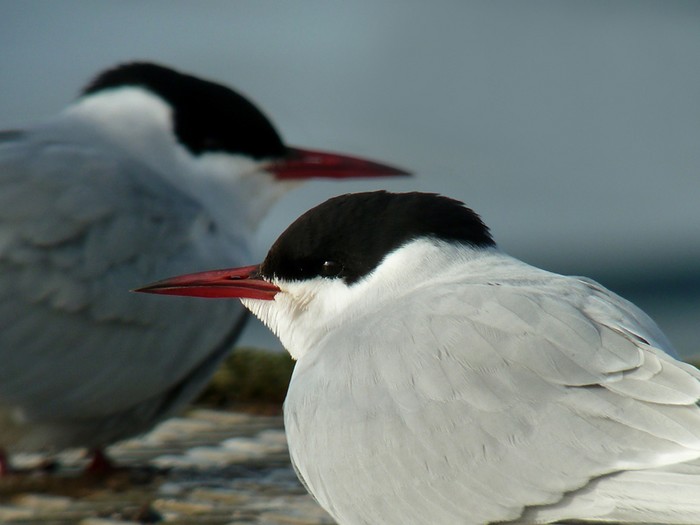 Arctic Tern
