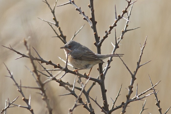Western Subalpine Warbler