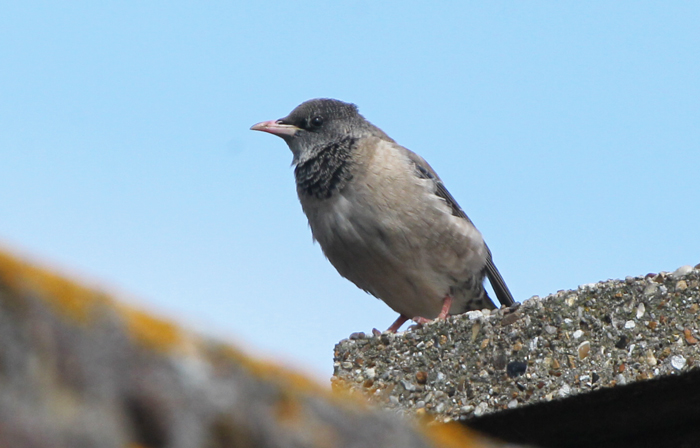 Rose-coloured Starling