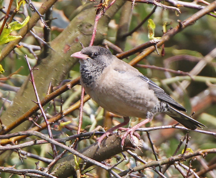 Rose-coloured Starling