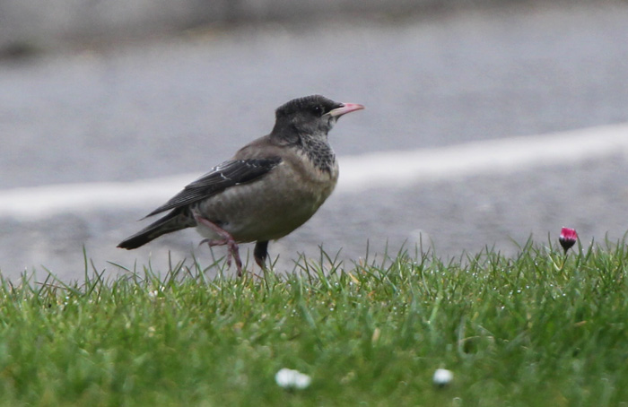 Rose-coloured Starling