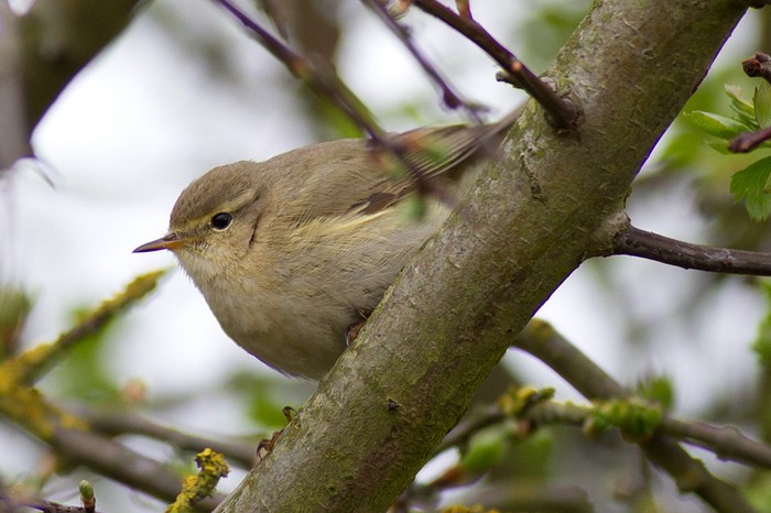 Iberian Chiffchaff