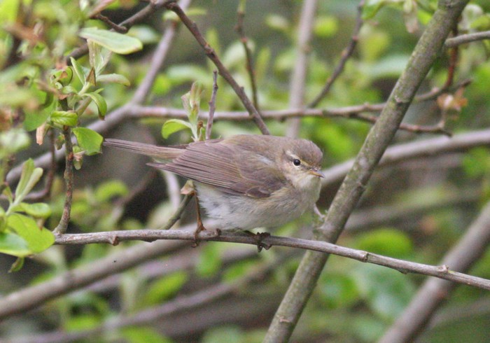 Iberian Chiffchaff