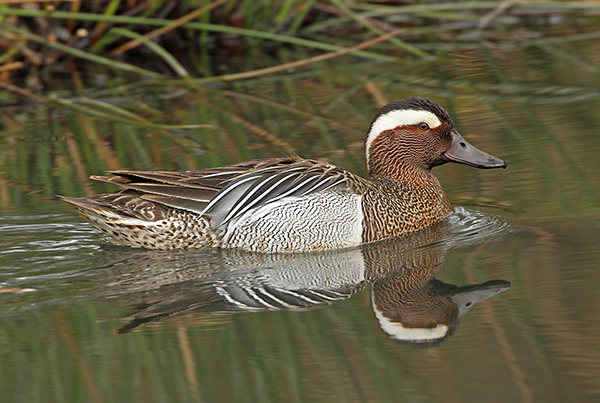 Garganey