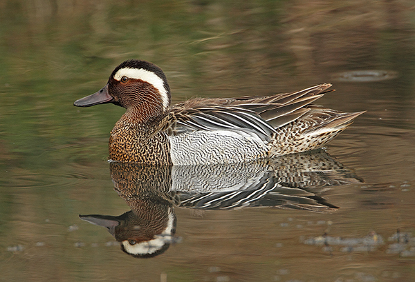 Garganey