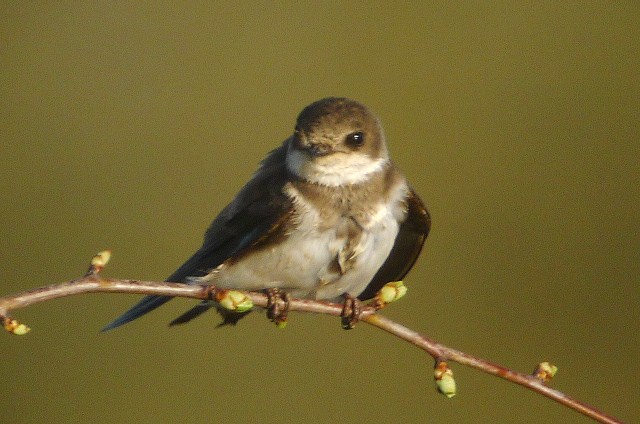Sand Martin