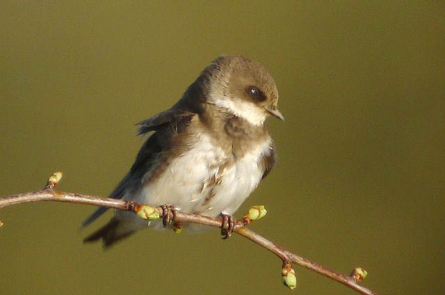 Sand Martin