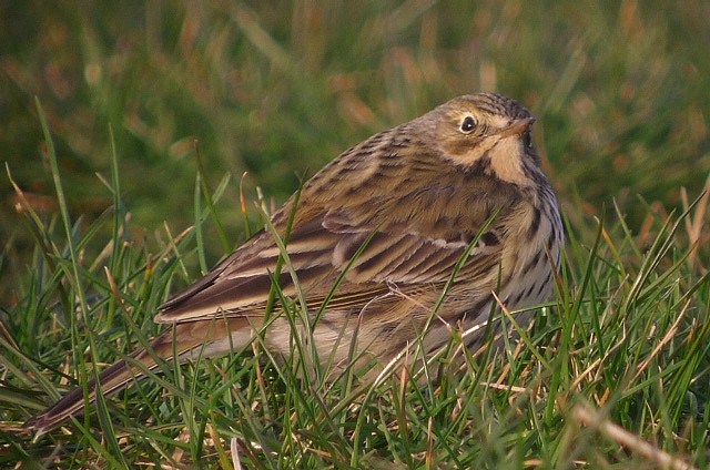 Meadow Pipit
