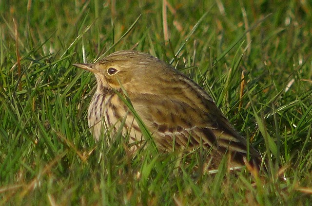 Meadow Pipit