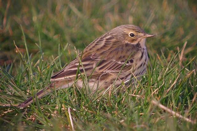 Meadow Pipit
