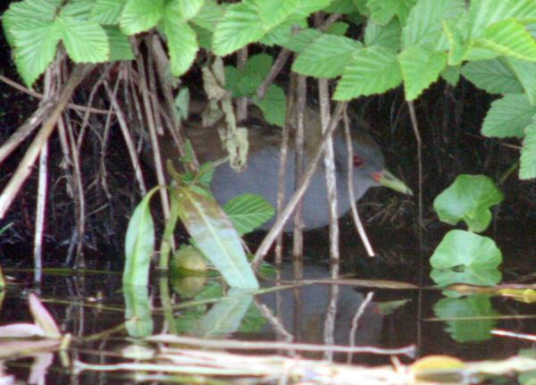 Little Crake