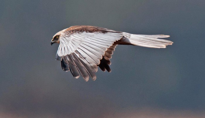 Marsh Harrier