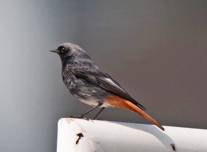 Black Redstart
