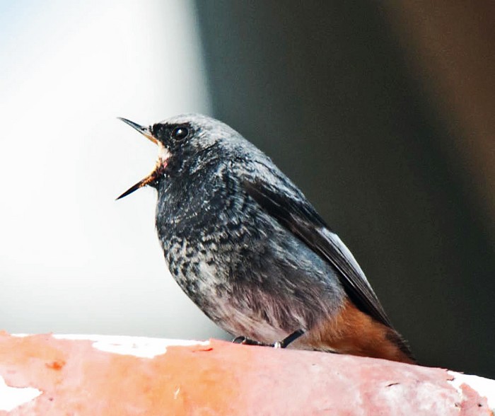 Black Redstart