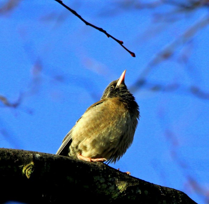 Rose-coloured Starling