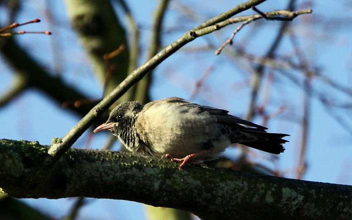 Rose-coloured Starling