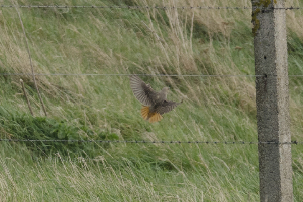 Rock Thrush