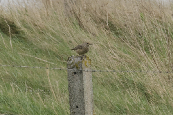 Rock Thrush