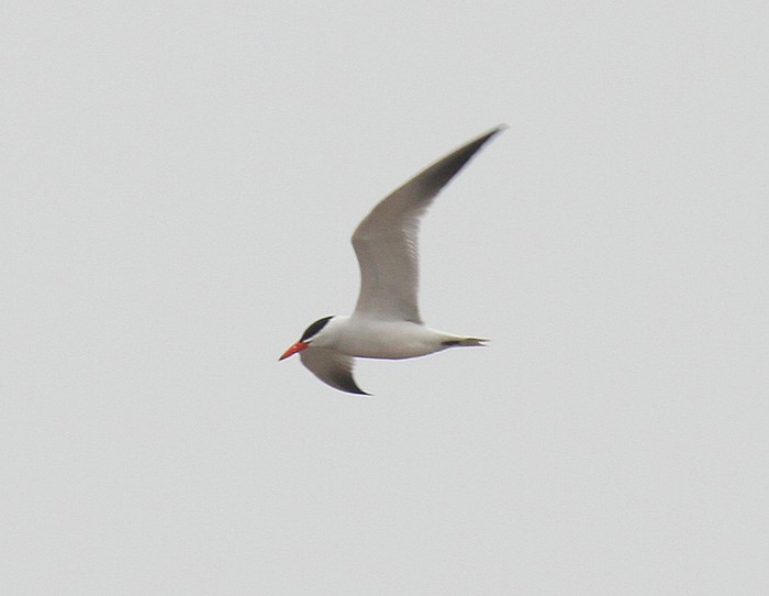Caspian Tern