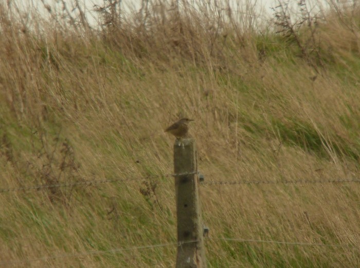 Rock Thrush