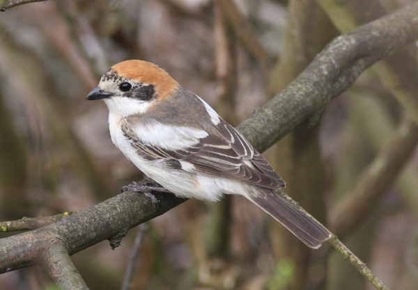 Woodchat Shrike