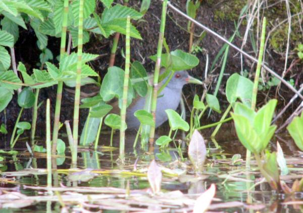 Little Crake