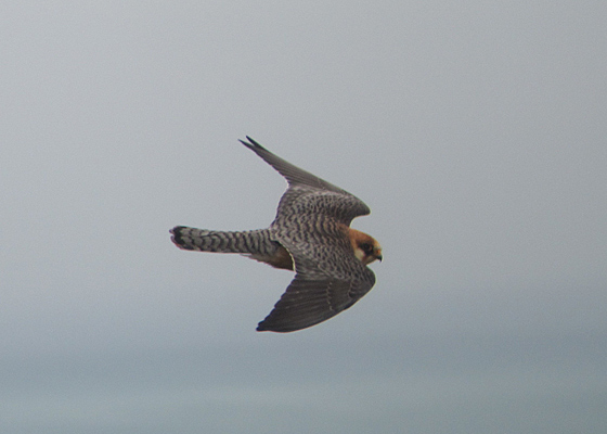 Red-footed Falcon