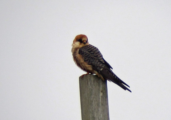 Red-footed Falcon