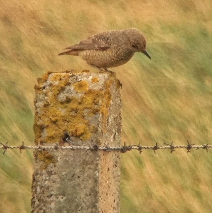 ROCK THRUSH