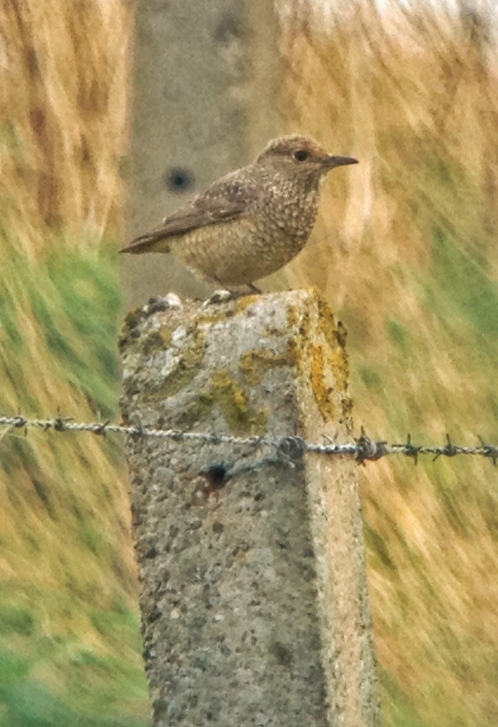 ROCK THRUSH