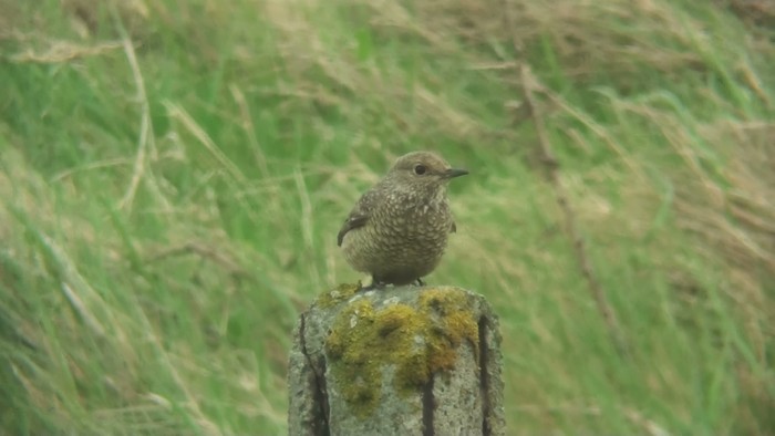 Rock Thrush