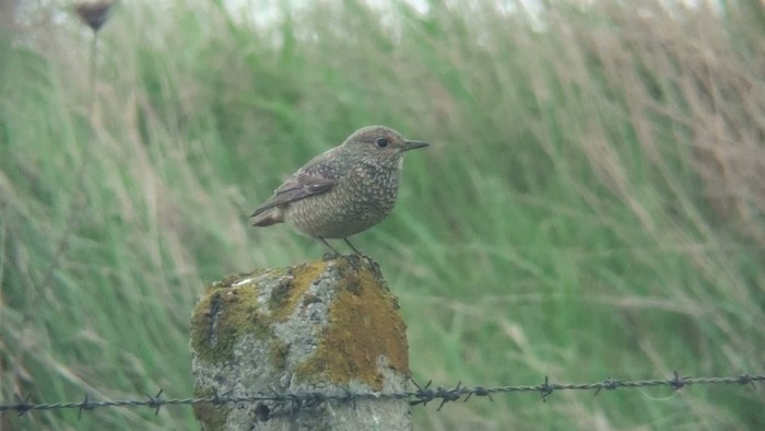 Rock Thrush