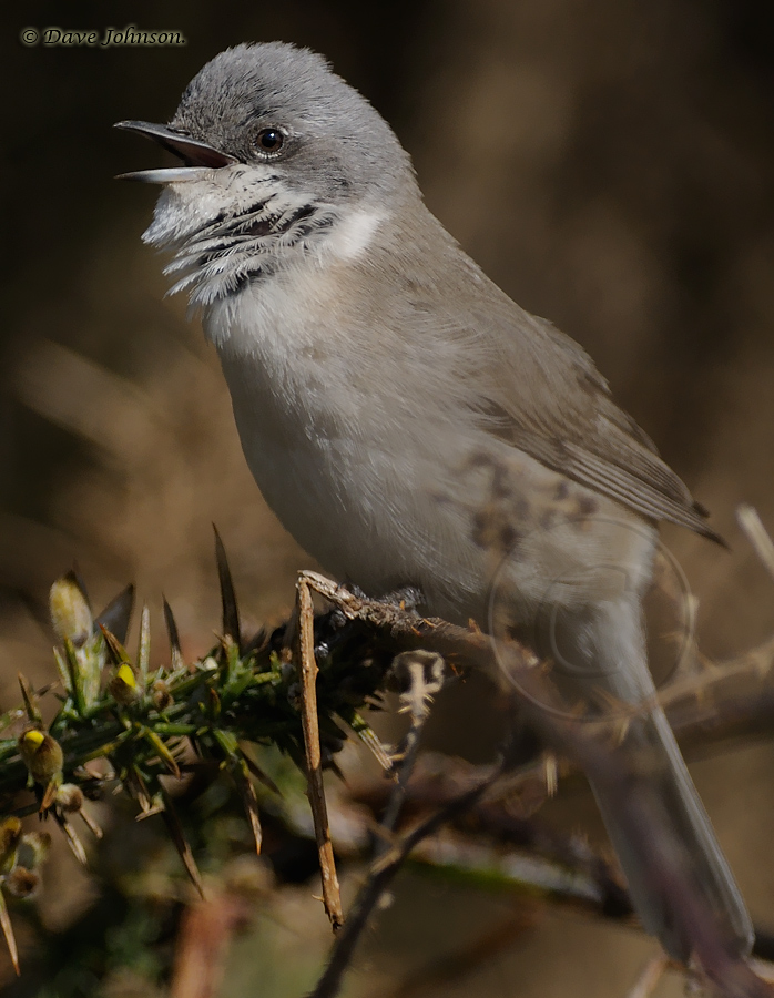 Lesser Whitethroat