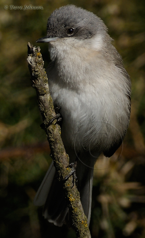 Lesser Whitethroat