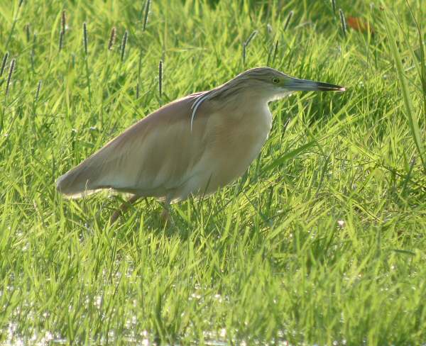 Squacco Heron