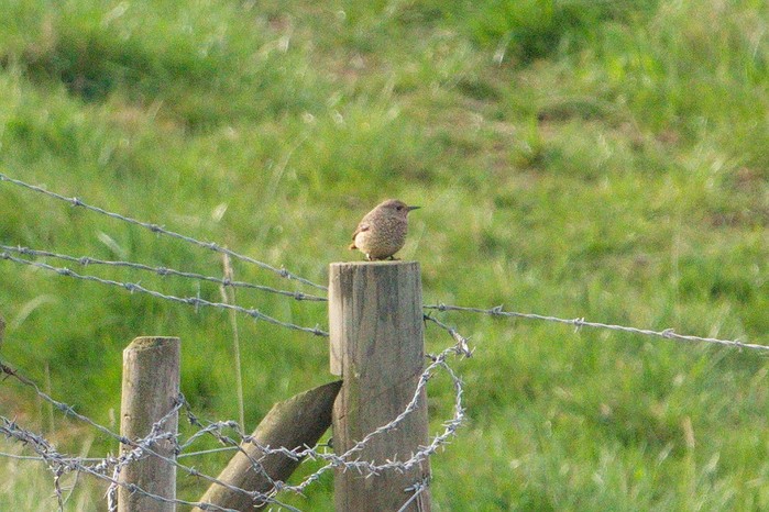 Rock Thrush