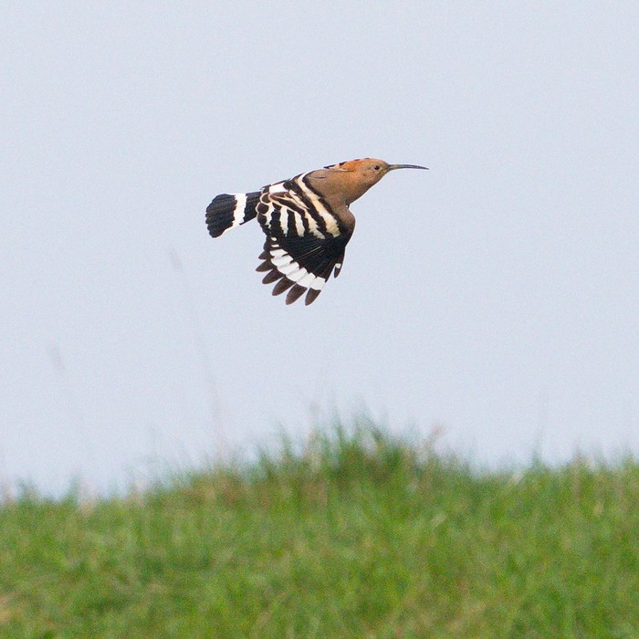 Hoopoe