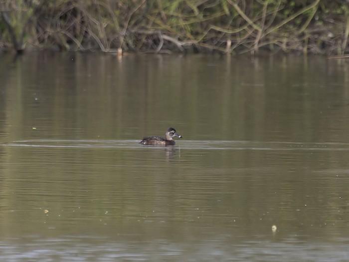 Ring-necked Duck