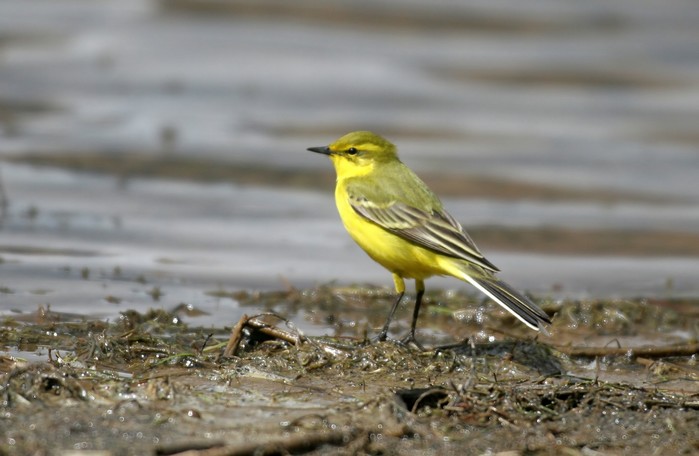 Yellow Wagtail