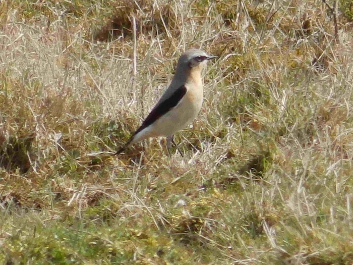 Wheatear
