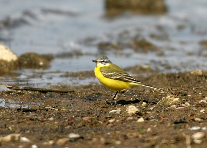 Blue-headed Wagtail